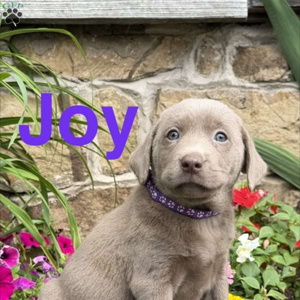 Joy, Silver Labrador Retriever Puppy